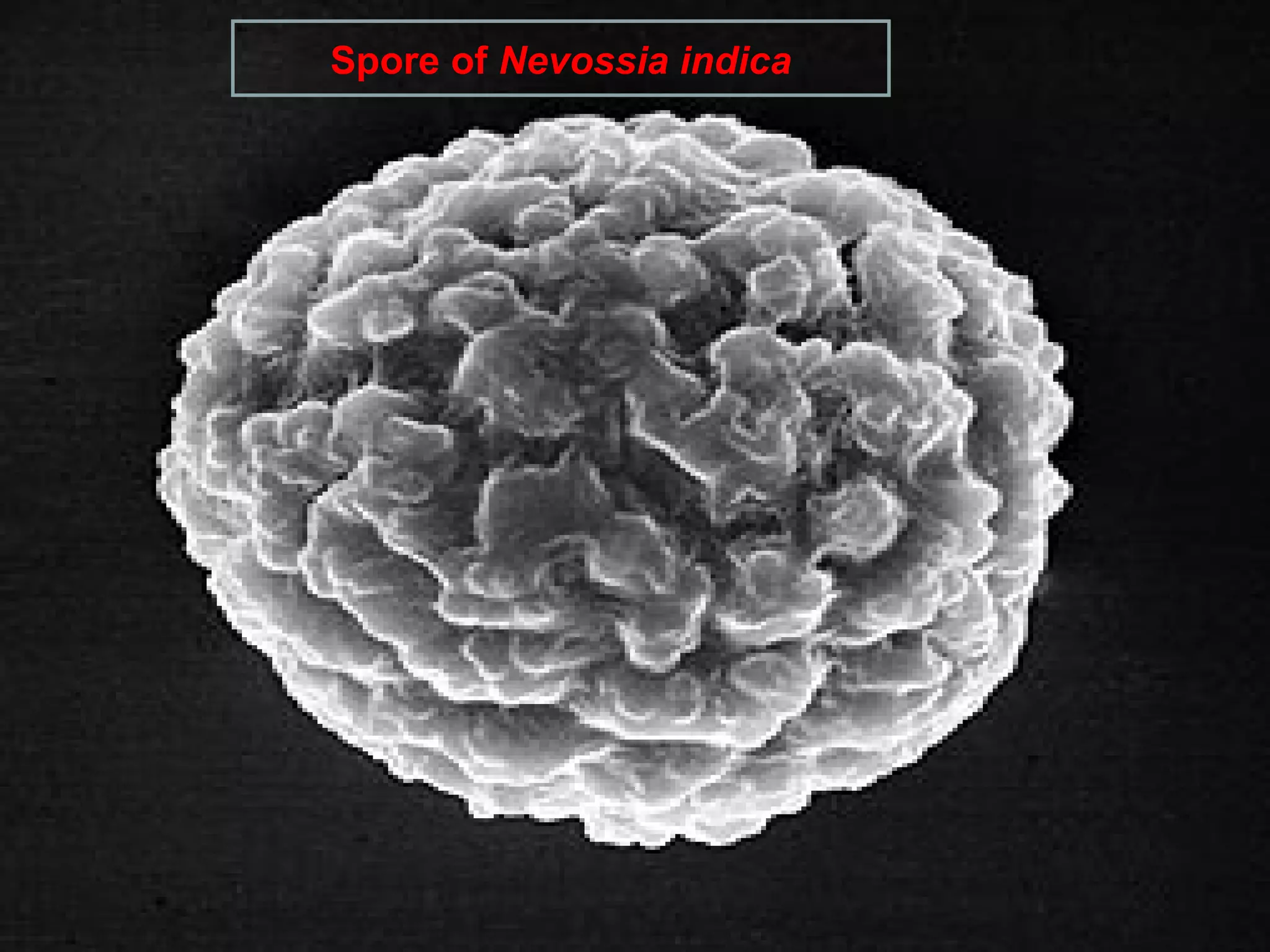 Spore of Nevossia indica