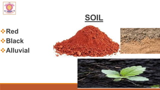 SOIL
Red
Black
Alluvial
 
