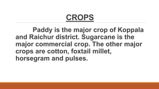 CROPS
Paddy is the major crop of Koppala
and Raichur district. Sugarcane is the
major commercial crop. The other major
crops are cotton, foxtail millet,
horsegram and pulses.
 