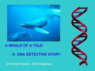 A WHALE OF A TALE - A  DNA DETECTIVE STORY Dr Karobi Moitra , NCI Frederick 