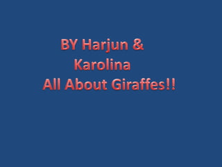 BY Harjun & Karolina All About Giraffes!! 