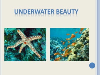 underwater beauty