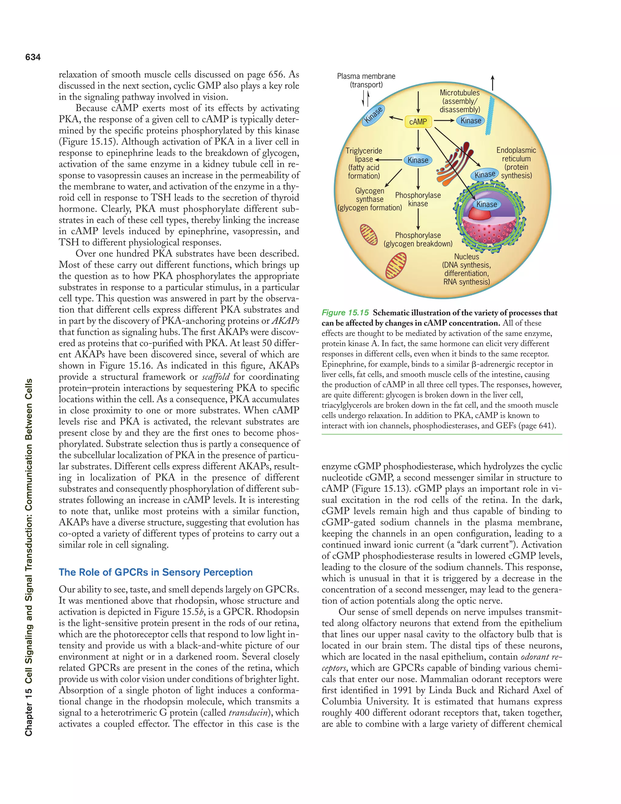 Cell signalling and signal transduction Communication between cells ...