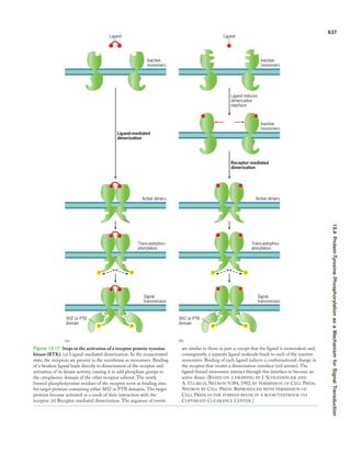 Rtk Steps Cell signalling and signal transduction Communication between cells ...