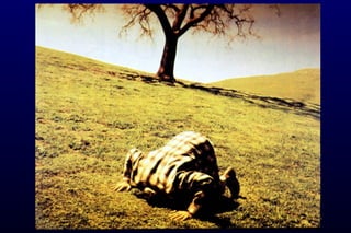 Karşıyaka Belediyesi, Sağlık İşleri Daire Başkanlığı,
İzmir-2008
 