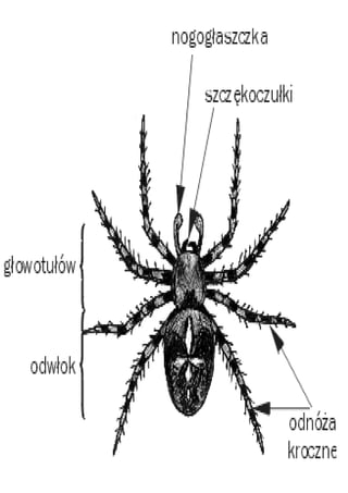 Karta pracy 7 budowa pająka