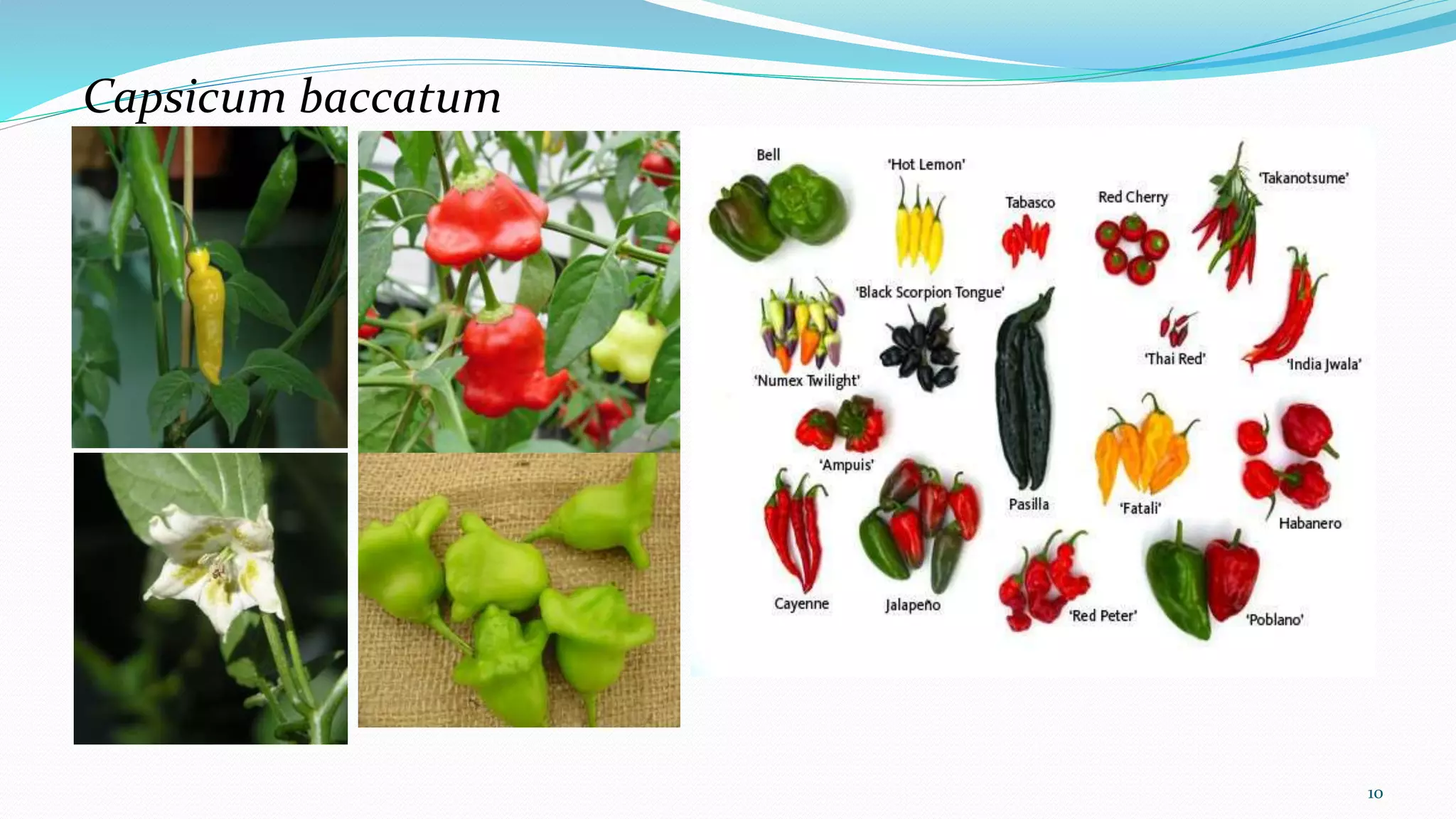 Capsicum baccatum
10
 