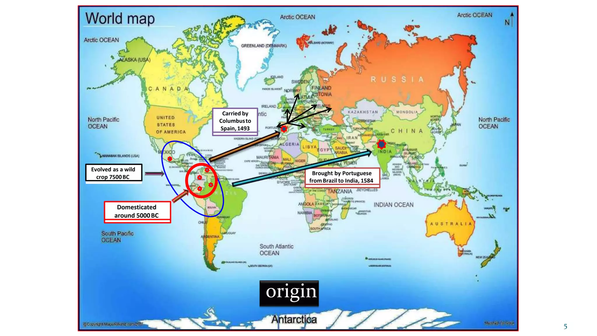 Domesticated
around 5000BC
Carried by
Columbusto
Spain,1493
Brought by Portuguese
fromBrazil to India, 1584
Evolved as a wild
crop 7500BC
origin
5
 