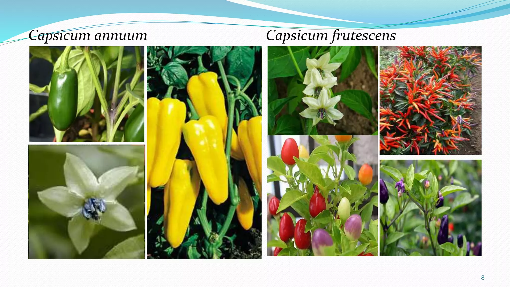 Capsicum annuum Capsicum frutescens
8
 