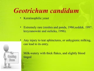 Geotrichum candidum
• Keratinophilic yeast
• Extremely rare (mishra and panda, 1986;seddek, 1997;
krzyzanowski and sielicka, 1996).
• Any injury to teat sphinctures, or unhygienic milking,
can lead to its entry.
• Milk-watery with thick flakes, and slightly blood
tinged
 