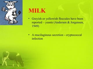 MILK
• Greyish or yellowish floccules have been
reported – yeasts (Andersen & Jorgensen,
1949)
• A mucilaginous secretion - cryptococcal
infection
 