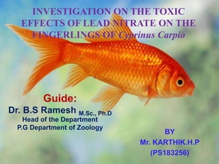 INVESTIGATION ON THE TOXIC
EFFECTS OF LEAD NITRATE ON THE
FINGERLINGS OF Cyprinus Carpio
BY
Mr. KARTHIK.H.P
(PS183256)
Guide:
Dr. B.S Ramesh M.Sc., Ph.D
Head of the Department
P.G Department of Zoology
 