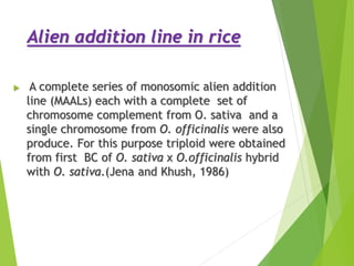 Alien addition line in rice
 A complete series of monosomic alien addition
line (MAALs) each with a complete set of
chromosome complement from O. sativa and a
single chromosome from O. officinalis were also
produce. For this purpose triploid were obtained
from first BC of O. sativa x O.officinalis hybrid
with O. sativa.(Jena and Khush, 1986)
 