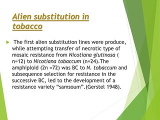 Alien substitution in
tobacco
 The first alien substitution lines were produce,
while attempting transfer of necrotic type of
mosaic resistance from Nicotiana glutinosa (
n=12) to Nicotiana tobaccum (n=24).The
amphiploid (2n =72) was BC to N. tobaccum and
subsequence selection for resistance in the
successive BC, led to the development of a
resistance variety “samsoum”.(Gerstel 1948).
 
