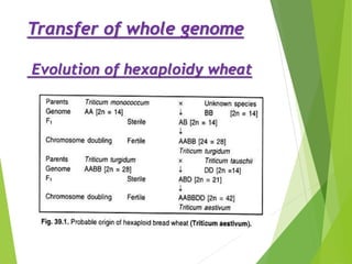 Transfer of whole genome
Evolution of hexaploidy wheat
 