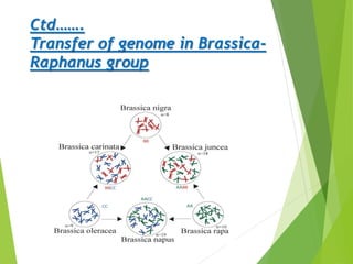 Ctd…….
Transfer of genome in Brassica-
Raphanus group
 