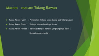 Macam – macam Tulang Rawan
 Tulang Rawan Hyalin : Persendian, hidung, ujung tulang iga( Tulang rusuk )
 Tulang Rawan Elastis : Telinga, saluran kencing ( Ureter )
 Tulang Rawan Fibrosa : Berada di tempat tempat yang fungsinya berat (
Discus intervertebrata )
 
