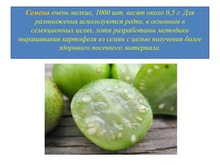 Семена очень мелкие, 1000 шт. весят около 0,5 г. Для
размножения используются редко, в основном в
селекционных целях, хотя разработаны методики
выращивания картофеля из семян с целью получения более
здорового посевного материала.

 