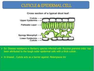 CUTICLE & EPIDERMAL CELL
 Ex: Disease resistance in Barberry species infected with Puccinia graminis tritici has
been attributed to the tough outer epidermal cells with a thick cuticle .
 In linseed , Cuticle acts as a barrier against Melampsora lini
 