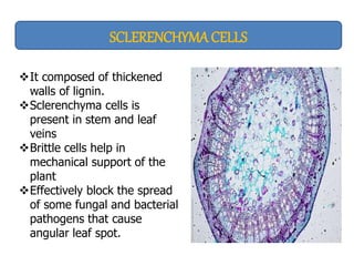 SCLERENCHYMA CELLS
It composed of thickened
walls of lignin.
Sclerenchyma cells is
present in stem and leaf
veins
Brittle cells help in
mechanical support of the
plant
Effectively block the spread
of some fungal and bacterial
pathogens that cause
angular leaf spot.
 