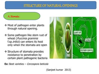 Ex: Beet varieties – Cercospora beticola
(Sanjeet kumar 2013)
STRUCTURE OF NATURALOPENINGS
 Most of pathogen enter plants
through natural opening.
 Some pathogen like stem rust of
wheat (Puccinia graminis
f.sp.tritici) can enters its host
only when the stomata are open
 Structure of stomata provides
resistance to penetration by
certain plant pathogenic bacteria
A. Stomata:
 