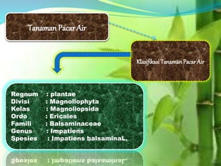 Tanaman Pacar Air
Regnum : plantae
Divisi : Magnoliophyta
Kelas : Magnoliopsida
Ordo : Ericales
Famili : Balsaminaceae
Genus : Impatiens
Spesies : Impatiens balsaminaL.
Klasifikasi Tanaman Pacar Air
 