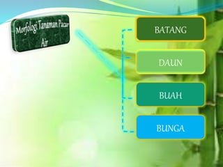 BATANG
BUNGA
DAUN
BUAH
 