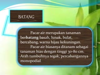 BATANG
Pacar air merupakan tanaman
berbatang basah, lunak, bulat,
bercabang, warna hijau kekuningan.
Pacar air biasanya ditanam sebagai
tanaman hias dengan tinggi 30-80 cm.
Arah tumbuhnya tegak, percabangannya
monopodial.
 