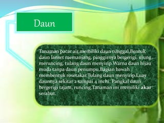 Daun
Tanaman pacar air memiliki daun tunggal,Bentuk
daun lanset memanjang, pinggirnya bergerigi, ujung
meruncing, tulang daun menyirip.Warna daun hijau
muda tanpa daun penumpu,Bagian bawah
membentuk rosetakar.Tulang daun menyirip.Luas
daunnya sekitar 2 sampai 4 inchi. Pangkal daun
bergerigi tajam, runcing.Tanaman ini memiliki akar
serabut.
 