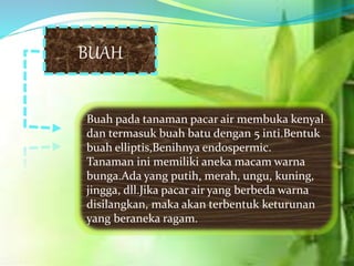 BUAH
Buah pada tanaman pacar air membuka kenyal
dan termasuk buah batu dengan 5 inti.Bentuk
buah elliptis,Benihnya endospermic.
Tanaman ini memiliki aneka macam warna
bunga.Ada yang putih, merah, ungu, kuning,
jingga, dll.Jika pacar air yang berbeda warna
disilangkan, maka akan terbentuk keturunan
yang beraneka ragam.
 