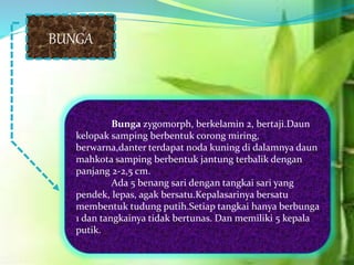 BUNGA
Bunga zygomorph, berkelamin 2, bertaji.Daun
kelopak samping berbentuk corong miring,
berwarna,danter terdapat noda kuning di dalamnya daun
mahkota samping berbentuk jantung terbalik dengan
panjang 2-2,5 cm.
Ada 5 benang sari dengan tangkai sari yang
pendek, lepas, agak bersatu.Kepalasarinya bersatu
membentuk tudung putih.Setiap tangkai hanya berbunga
1 dan tangkainya tidak bertunas. Dan memiliki 5 kepala
putik.
 