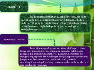 HABITAT
Habitat dari tumbuhan pacar air ini terdapat pada
daerah yang beriklim tropical, namun tidak dapat hidup
pada daerah yang kering.Tanaman ini sangat peka terhadap
hama, biasanya tumbuh di pekarangan rumah pada
ketinggian 1-900 m.
Zat Kimia Pada Pacar Air
Pacar air mengandung zat-zat kimia aktif seperti pada
bunga yang mengandung anthocyanins, cyanidin, delphinidin,
pelargonidin, malvidin, kaempherol, quercetin. Sementara biji
mengandung saponin dan kandungan minyak seperti γ-spinasterol,
β-ergosterol, balsaminasterol, parianaric acid, quercetin,
nephthaquinon, minyak terbang, dan turunan kaempherol, dan ada
juga kandungan racunnya,
 