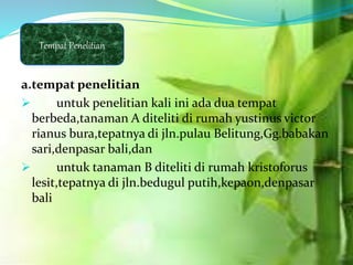 a.tempat penelitian
 untuk penelitian kali ini ada dua tempat
berbeda,tanaman A diteliti di rumah yustinus victor
rianus bura,tepatnya di jln.pulau Belitung,Gg.babakan
sari,denpasar bali,dan
 untuk tanaman B diteliti di rumah kristoforus
lesit,tepatnya di jln.bedugul putih,kepaon,denpasar
bali
Tempat Penelitian
 