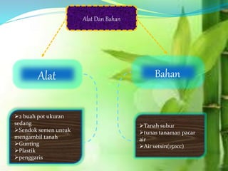 Alat Dan Bahan
Alat Bahan
2 buah pot ukuran
sedang
Sendok semen untuk
mengambil tanah
Gunting
Plastik
penggaris
Tanah subur
tunas tanaman pacar
air
Air vetsin(150cc)
 