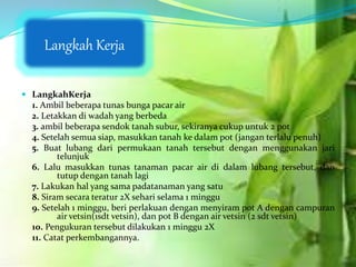  LangkahKerja
1. Ambil beberapa tunas bunga pacar air
2. Letakkan di wadah yang berbeda
3. ambil beberapa sendok tanah subur, sekiranya cukup untuk 2 pot
4. Setelah semua siap, masukkan tanah ke dalam pot (jangan terlalu penuh)
5. Buat lubang dari permukaan tanah tersebut dengan menggunakan jari
telunjuk
6. Lalu masukkan tunas tanaman pacar air di dalam lubang tersebut, dan
tutup dengan tanah lagi
7. Lakukan hal yang sama padatanaman yang satu
8. Siram secara teratur 2X sehari selama 1 minggu
9. Setelah 1 minggu, beri perlakuan dengan menyiram pot A dengan campuran
air vetsin(1sdt vetsin), dan pot B dengan air vetsin (2 sdt vetsin)
10. Pengukuran tersebut dilakukan 1 minggu 2X
11. Catat perkembangannya.
Langkah Kerja
 