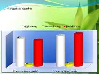 Tanaman A(1sdt vetsin) Tanaman B(2sdt vetsin)
4.3
4.7
0.2 0.3
4
5
Tinggi batang Diameter batang Jumlah daun
Tanggal 26 september
 