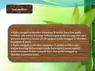 Pada tanggal 9 oktober tanaman B mulai layu dan pada
terlihat ada warna kuning- kekuningan pada batang,dan satu
persatu daunnya mulai jatuh (gugur) pada tanggal 10 oktober
tanaman B mati.
Pada tanggal 13 oktober tanaman A mulai terlihat ada
warna kuning-kekuningan pada batangnya sama seperti
pada tanaman B dan tampak layu,dan pada tanggal 15
oktober tanaman mati
Hasilpenelitian
 