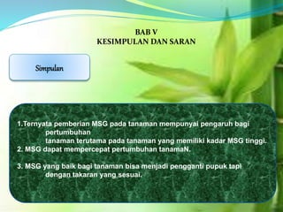 1.Ternyata pemberian MSG pada tanaman mempunyai pengaruh bagi
pertumbuhan
tanaman terutama pada tanaman yang memiliki kadar MSG tinggi.
2. MSG dapat mempercepat pertumbuhan tanamaN.
3. MSG yang baik bagi tanaman bisa menjadi pengganti pupuk tapi
dengan takaran yang sesuai.
BAB V
KESIMPULAN DAN SARAN
Simpulan
 
