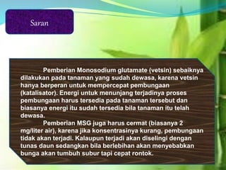 Saran
Pemberian Monosodium glutamate (vetsin) sebaiknya
dilakukan pada tanaman yang sudah dewasa, karena vetsin
hanya berperan untuk mempercepat pembungaan
(katalisator). Energi untuk menunjang terjadinya proses
pembungaan harus tersedia pada tanaman tersebut dan
biasanya energi itu sudah tersedia bila tanaman itu telah
dewasa.
Pemberian MSG juga harus cermat (biasanya 2
mg/liter air), karena jika konsentrasinya kurang, pembungaan
tidak akan terjadi. Kalaupun terjadi akan diselingi dengan
tunas daun sedangkan bila berlebihan akan menyebabkan
bunga akan tumbuh subur tapi cepat rontok.
 