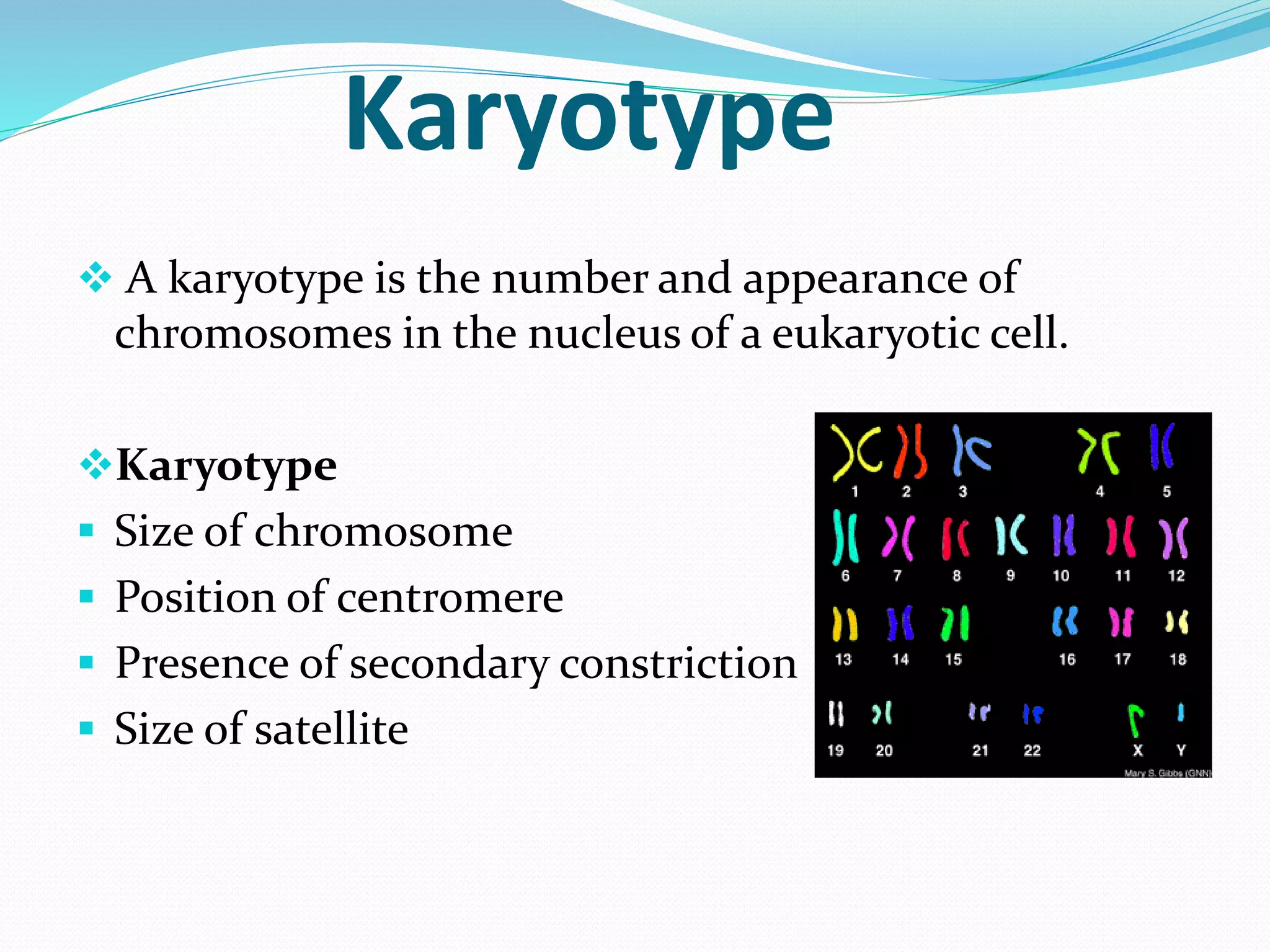 Karyotype
 A karyotype is the number and appearance of
chromosomes in the nucleus of a eukaryotic cell.
Karyotype
 Size of chromosome
 Position of centromere
 Presence of secondary constriction
 Size of satellite
 
