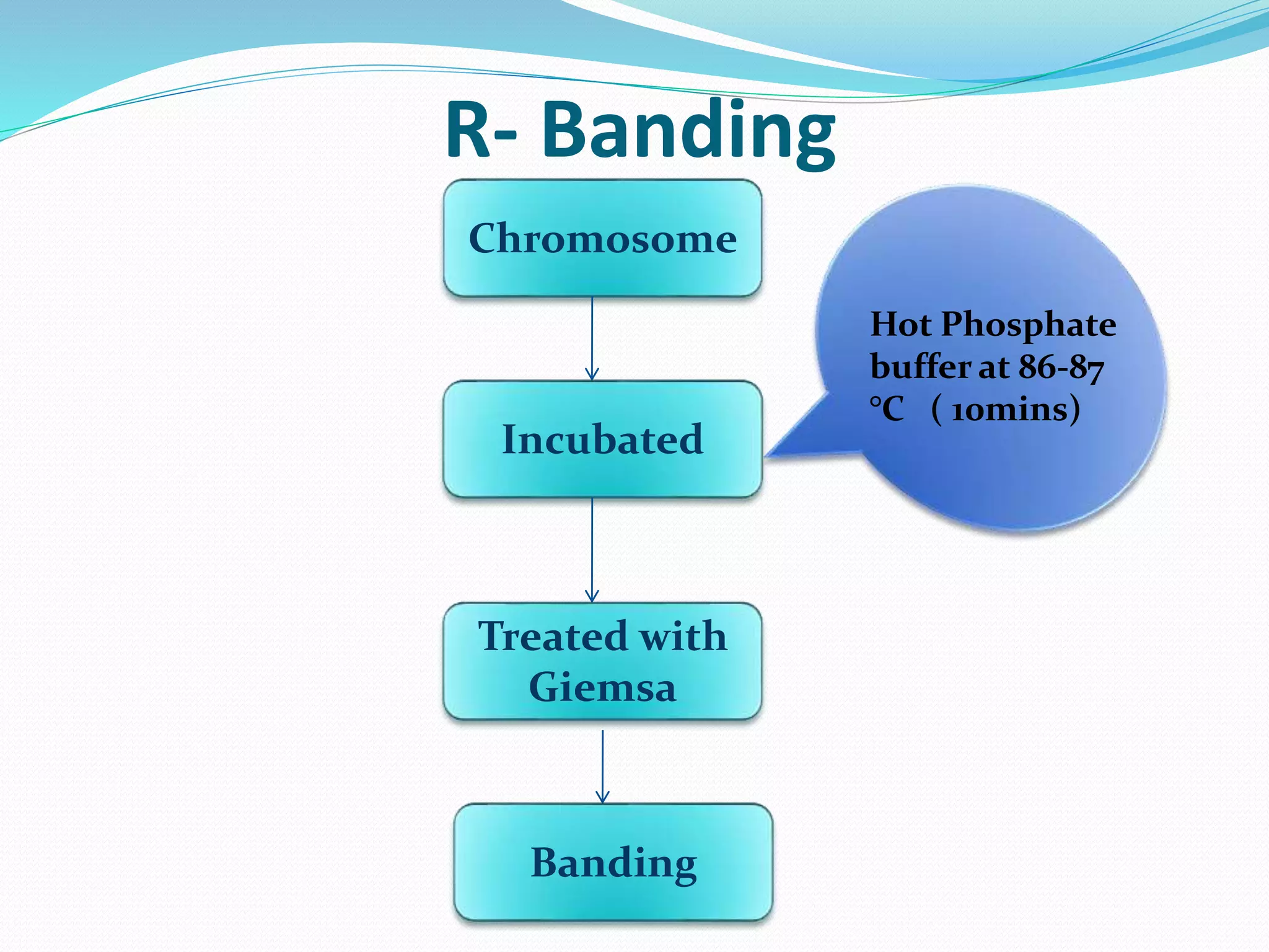 R- Banding
Chromosome
Incubated
Treated with
Giemsa
Banding
Hot Phosphate
buffer at 86-87
°C ( 10mins)
 