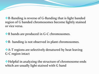 R-Banding is reverse of G-Banding that is light banded
region of G banded chromosomes become lightly stained
or vice versa.
R bands are produced in G-C chromosomes.
R- banding is not observed in plant chromosomes.
A-T regions are selectively denatured by heat leaving
G-C region intact
Helpful in analyzing the structure of chromosome ends
which are usually light stained with G band
 