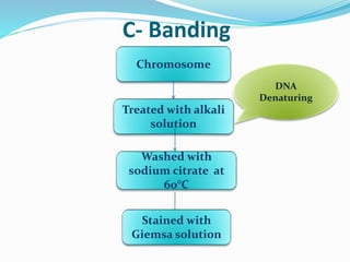 C- Banding
Chromosome
Treated with alkali
solution
Washed with
sodium citrate at
60°C
Stained with
Giemsa solution
DNA
Denaturing
 