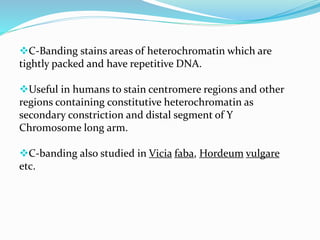C-Banding stains areas of heterochromatin which are
tightly packed and have repetitive DNA.
Useful in humans to stain centromere regions and other
regions containing constitutive heterochromatin as
secondary constriction and distal segment of Y
Chromosome long arm.
C-banding also studied in Vicia faba, Hordeum vulgare
etc.
 
