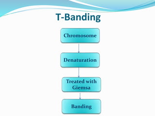 T-Banding
Chromosome
Denaturation
Treated with
Giemsa
Banding
 