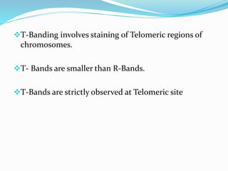 T-Banding involves staining of Telomeric regions of
chromosomes.
T- Bands are smaller than R-Bands.
T-Bands are strictly observed at Telomeric site
 