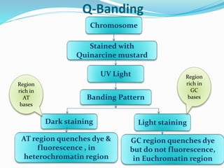 Q-Banding
Chromosome
Stained with
Quinarcine mustard
UV Light
Banding Pattern
Dark staining Light staining
AT region quenches dye &
fluorescence , in
heterochromatin region
GC region quenches dye
but do not fluorescence,
in Euchromatin region
Region
rich in
AT
bases
Region
rich in
GC
bases
 