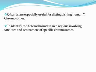 Q bands are especially useful for distinguishing human Y
Chromosomes.
To identify the heterochromatin rich regions involving
satellites and centromere of specific chromosomes.
 