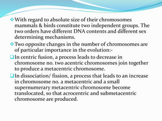 With regard to absolute size of their chromosomes
mammals & birds constitute two independent groups. The
two orders have different DNA contents and different sex
determining mechanisms.
Two opposite changes in the number of chromosomes are
of particular importance in the evolution:-
In centric fusion, a process leads to decrease in
chromosome no. two acentric chromosomes join together
to produce a metacentric chromosome.
In dissociation/ fission, a process that leads to an increase
in chromosome no. a metacentric and a small
supernumerary metacentric chromosome become
translocated, so that acrocentric and submetacentric
chromosome are produced.
 