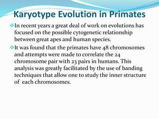 Karyotype Evolution in Primates
In recent years a great deal of work on evolutions has
focused on the possible cytogenetic relationship
between great apes and human species.
It was found that the primates have 48 chromosomes
and attempts were made to correlate the 24
chromosome pair with 23 pairs in humans. This
analysis was greatly facilitated by the use of banding
techniques that allow one to study the inner structure
of each chromosomes.
 